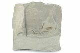 Eocene Fossil Cricket and Crane Fly - Green River Formation #377089-2